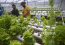 Melampaui Murabaha: Ketika Pembiayaan Syariah Bertemu Rantai Nilai Pertanian