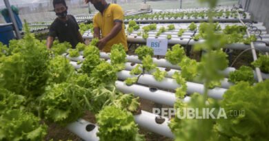 Melampaui Murabaha: Ketika Pembiayaan Syariah Bertemu Rantai Nilai Pertanian